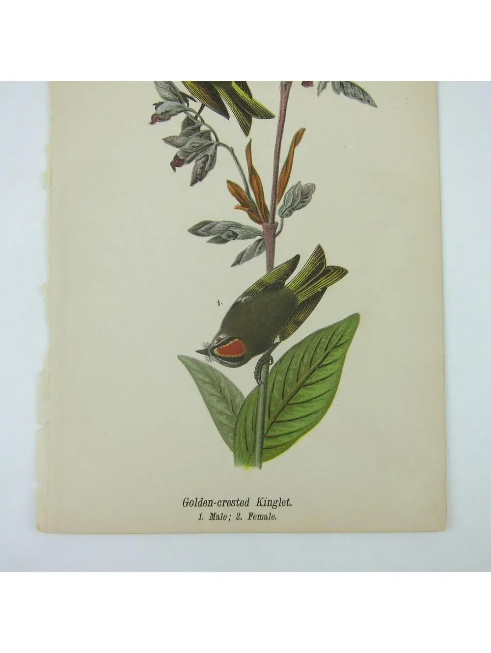 Bird Litho Print Golden-crested Kinglet After John James Audubon Antique 1890